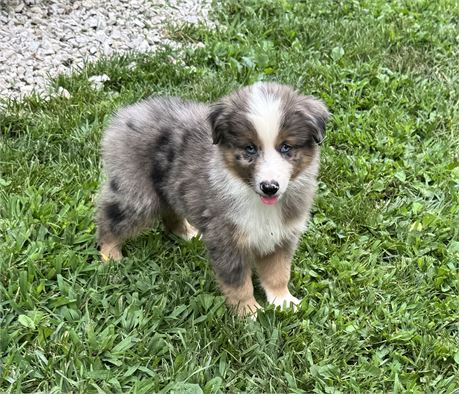 Adorable Blue Merle
