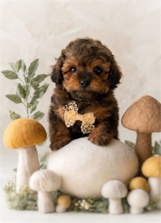 Shipoo, Boy, Oliver