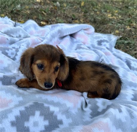 Remi