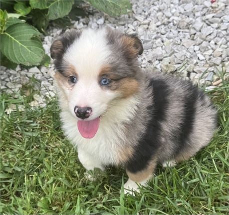 Handsome Blue Merle