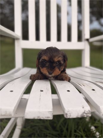 Male Yorkie