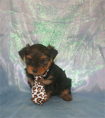Adorable Male Yorkie