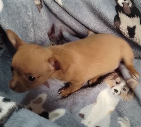 Female APRI Chihuahua