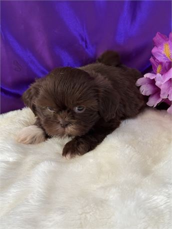 NICE 2 lb FEMALE ROSIE
