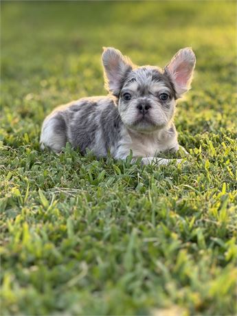 Fluffy frenchie boy