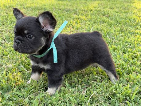 Fluffy frenchie girl
