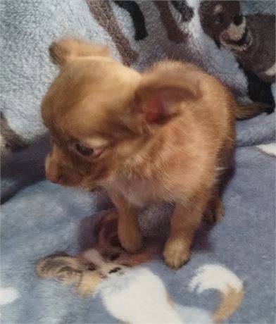 Female APRI Chihuahua