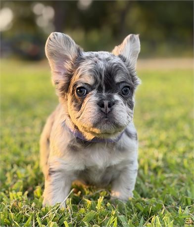 Fluffy frenchie girl