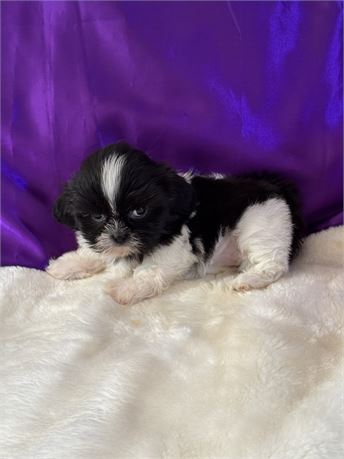 TINY 1.7 FEMALE MOLLY