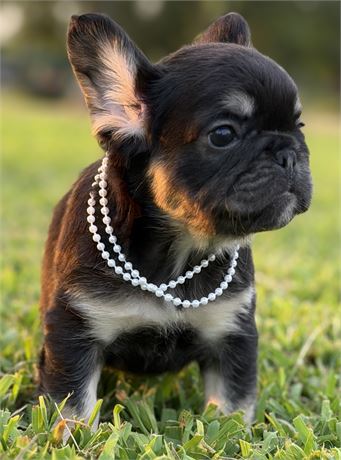 Fluffy frenchie girl