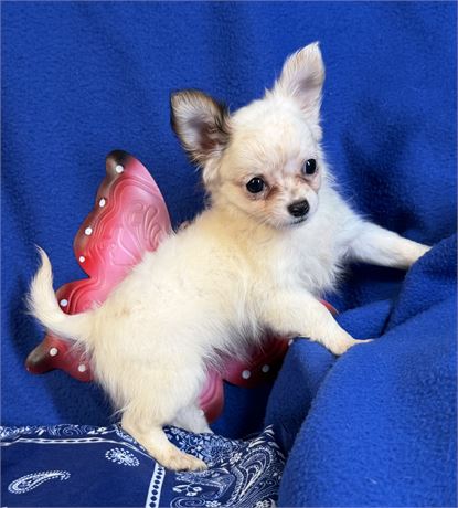 Chihuahua - Carmello’s # 6 (F)