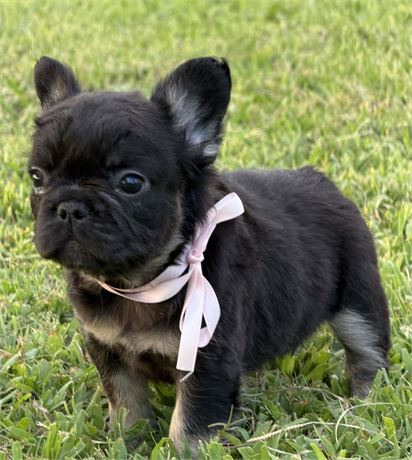 Fluffy frenchie girl