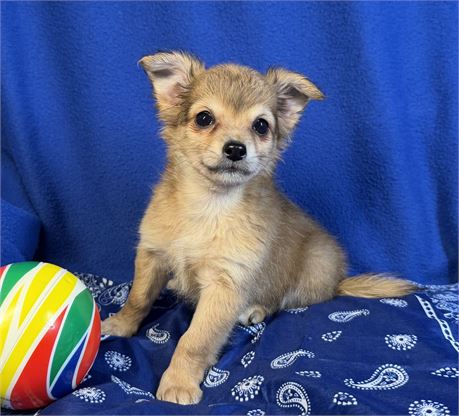 Chihuahua - Carmello’s # 4 (M)
