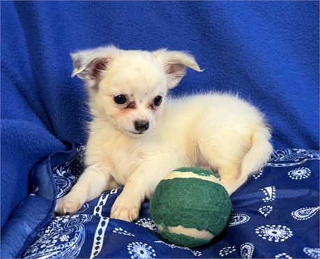 Chihuahua - Carmello’s # 3  (M)