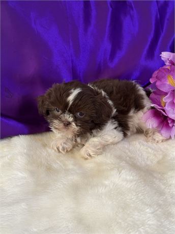 TINY 1.7 FEMALE HOLLY