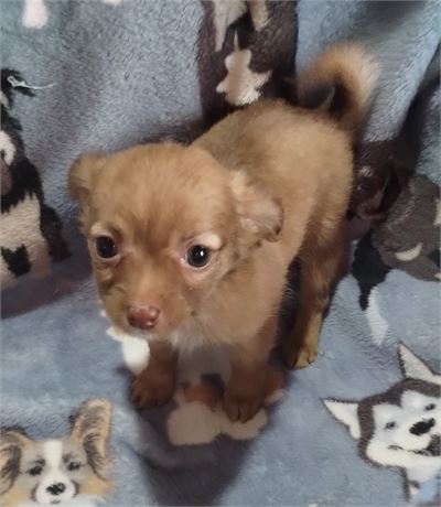 Female APRI Chihuahua
