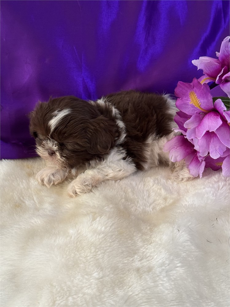 TINY 1.7 FEMALE HOLLY