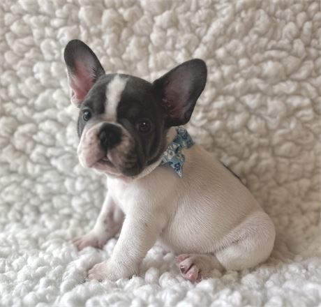 AKC FRENCH BULLDOG Male 1