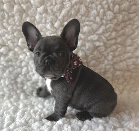 AKC FRENCH BULLDOG Female 1