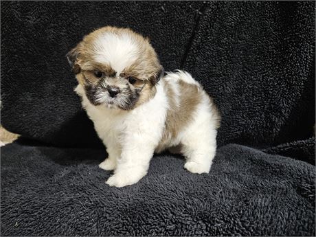 Small Shih Tzu