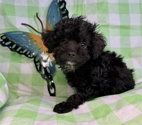 Poodle- Coco’s # 4 (F)