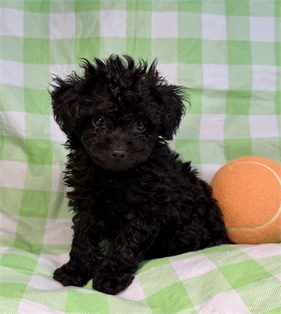 Poodle- Coco’s # 2 (M)