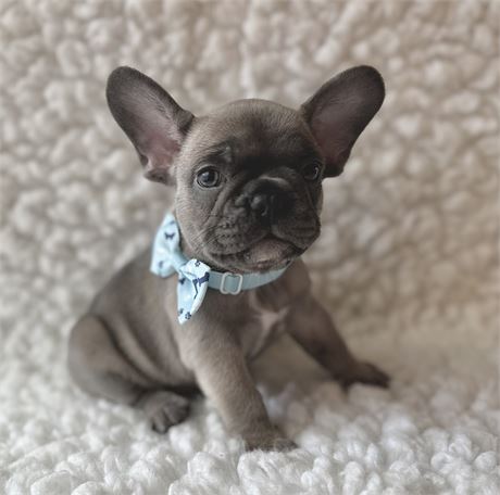 AKC FRENCH BULLDOG Male 3