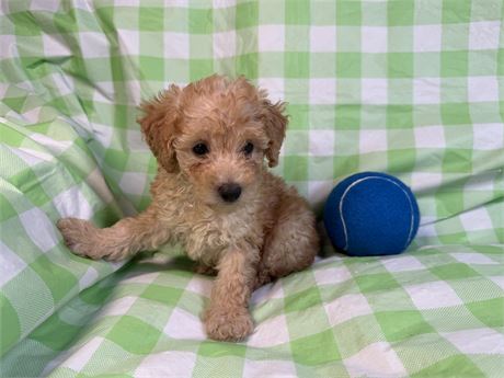 Poodle- Coco’s # 1 (M)