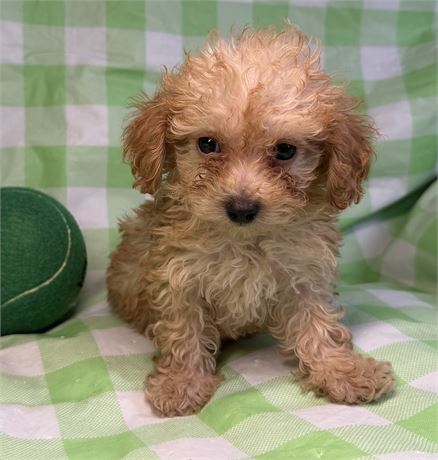 Poodle- Coco’s # 3 (M)