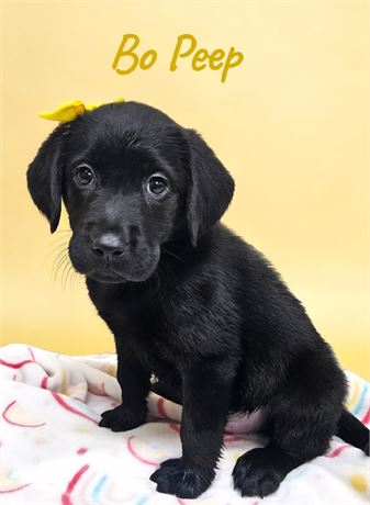 AKC Female Black Lab
