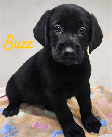 AKC Male Black Lab