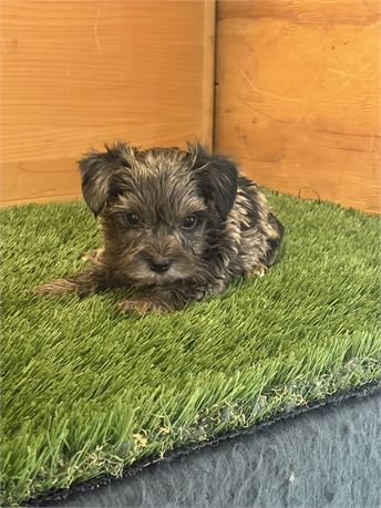 Yorkie Male