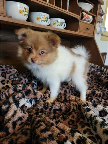 Neutered Party Pom Male