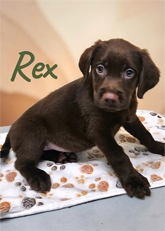 AKC Male Chocolate Lab