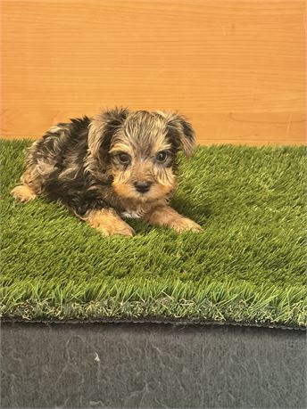 Yorkie Male