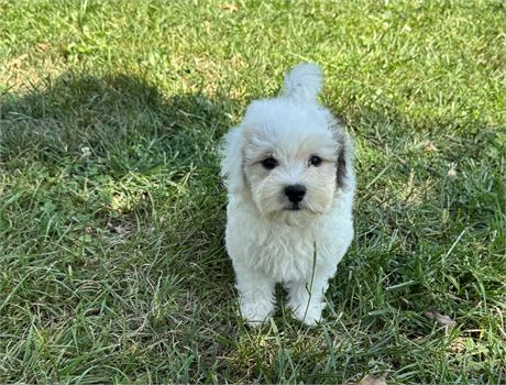 Sweet Maltipoo Male