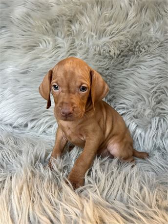 Vizsla