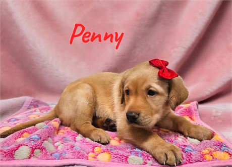 AKC Female Yellow (Red) Lab