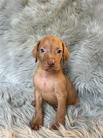 Vizsla