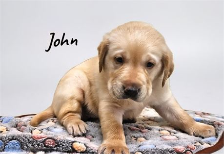 AKC Male Yellow Lab