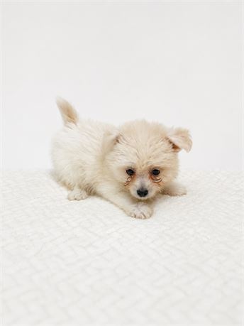 Female PomChon