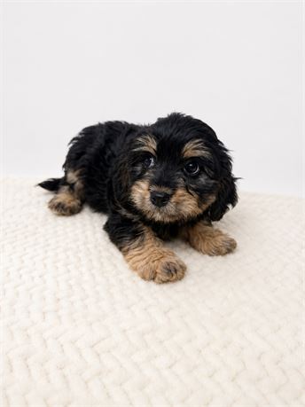 Male CavaChon