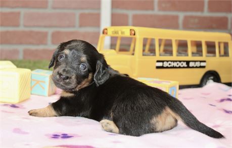 BLACK/TAN FEMALE 192