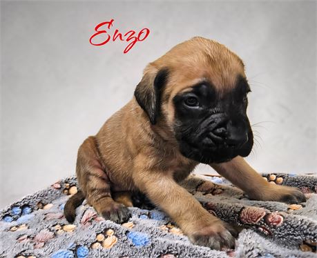 AKC Male English Mastiff