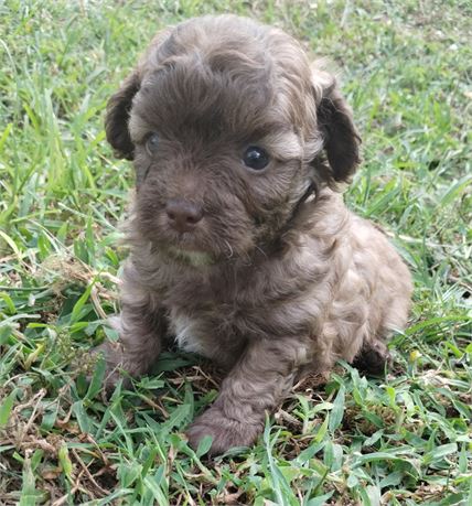 Havapoo Male