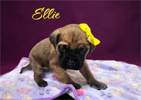 AKC Female English Mastiff