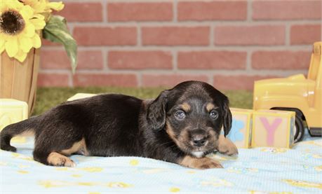 BLACK/TAN MALE 191
