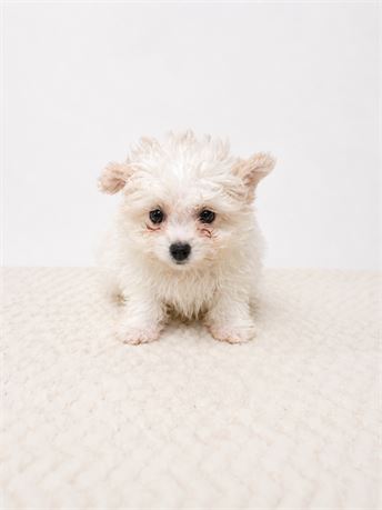 Male PomChon
