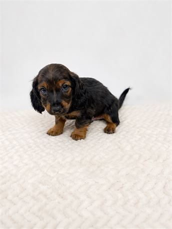 Male Dachshund