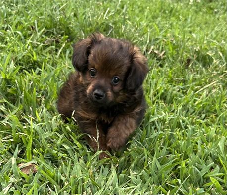 Baby Pomapoo1